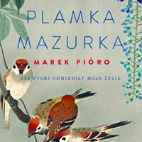 plamka_mazurka