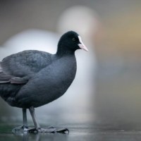 Łyska (w halo łabędzia niemego), fot. Psubraty