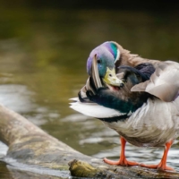Krzyżówka, fot. Psubraty