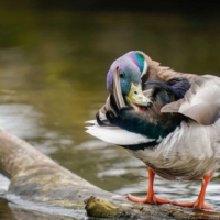 Krzyżówka, fot. Psubraty