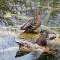 Krzyżówki, fot. Psubraty