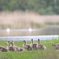 Gęsie Przedszkole, fot: Marcin Borowik