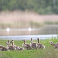 Gęsie Przedszkole, fot: Marcin Borowik