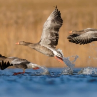 Gęgawa - fot. Wojciech Sobiesiak