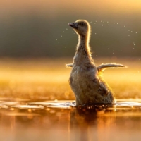 Gęgawa - fot. Wojciech Sobiesiak