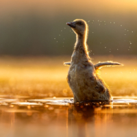 Gęgawa - fot. Wojciech Sobiesiak