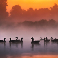 Gęgawa - fot. Wojciech Sobiesiak