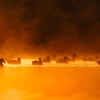 Krzyżówka - fot. Wojciech Sobiesiak