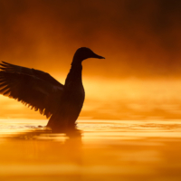 Krzyżówka - fot. Wojciech Sobiesiak