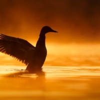 Krzyżówka - fot. Wojciech Sobiesiak