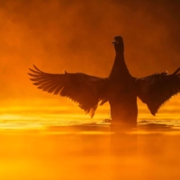 Krzyżówka - fot. Wojciech Sobiesiak