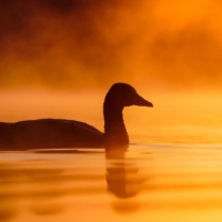 Gęgawa - fot. Wojciech Sobiesiak