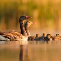 Gęgawa - fot. Wojciech Sobiesiak