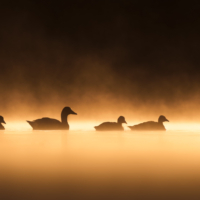 Gęgawa - fot. Wojciech Sobiesiak