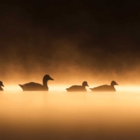 Gęgawa - fot. Wojciech Sobiesiak