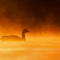 Gęgawa - fot. Wojciech Sobiesiak