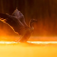 Gęgawa - fot. Wojciech Sobiesiak