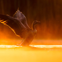 Gęgawa - fot. Wojciech Sobiesiak