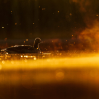 Gęgawa - fot. Wojciech Sobiesiak