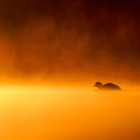 Łyska - fot. Wojciech Sobiesiak