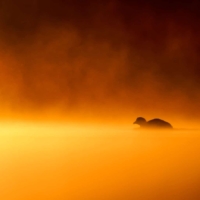 Łyska - fot. Wojciech Sobiesiak