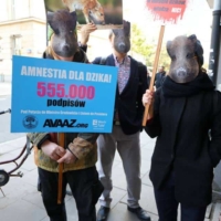Amnestia dla dzika